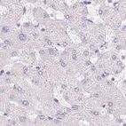 Immunohistochemical staining of human liver using Anti-CTRL antibody HPA034504.