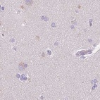 Immunohistochemical staining of human cerebral cortex using Anti-CTRL antibody HPA034504.