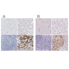 Immunohistochemical staining of human cerebral cortex, liver, lymph node and pancreas using Anti-CTRL antibody HPA034505 (A) shows similar protein distribution across tissues to independent antibody HPA034504 (B).