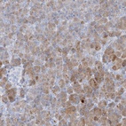 Immunohistochemical staining of human pancreas shows high expression.