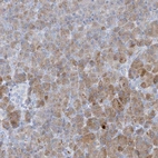 Immunohistochemical staining of human pancreas shows high expression.