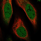 Immunofluorescent staining of human cell line U-2 OS shows localization to nucleoplasm & cytosol.