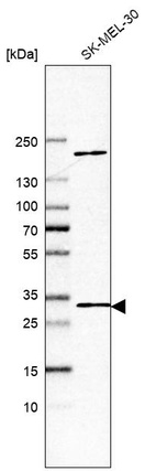 Western blot analysis in human cell line SK-MEL-30.