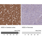 Anti-ADD2 Antibody