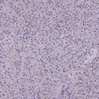 Immunohistochemical staining of human pancreas shows low expression as expected.