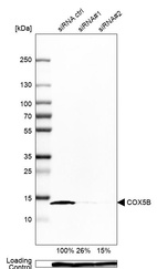 Western blot analysis in Caco-2 cells transfected with control siRNA, target specific siRNA probe #1 and #2, using Anti-COX5B antibody. Remaining relative intensity is presented. Loading control: Anti-GAPDH.