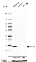 Anti-COX5B Antibody