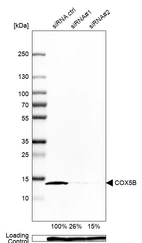Western blot analysis in Caco-2 cells transfected with control siRNA, target specific siRNA probe #1 and #2, using Anti-COX5B antibody. Remaining relative intensity is presented. Loading control: Anti-GAPDH.
