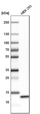 Western blot analysis in human cell line HEK 293.