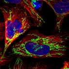 Immunofluorescent staining of human cell line U-2 OS shows localization to mitochondria.