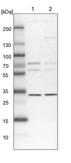 Lane 1: NIH-3T3 cell lysate (Mouse embryonic fibroblast cells)_br/_Lane 2: NBT-II cell lysate (Rat Wistar bladder tumour cells)