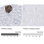 Anti-PTPRO Antibody