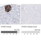 Immunohistochemistry analysis in human kidney and skeletal muscle tissues using HPA034525 antibody. Corresponding PTPRO RNA-seq data are presented for the same tissues.