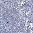 Immunohistochemical staining of human lymph node shows weak nuclear positivity in non-germinal center cells.