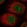 Anti-MSL3 Antibody