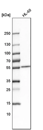Western blot analysis in human cell line HL-60.