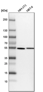 Western blot analysis in mouse cell line NIH-3T3 and rat cell line NBT-II.