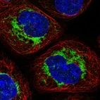 Immunofluorescent staining of human cell line A-431 shows localization to mitochondria.