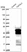 Anti-TGIF2LX Antibody