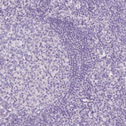 Immunohistochemical staining of human lymph node shows no positivity in non-germinal center cells as expected.