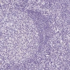 Immunohistochemical staining of human lymph node shows no positivity in non-germinal center cells as expected.