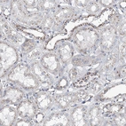 Immunohistochemical staining of human kidney shows moderate granular cytoplasmic positivity in cells in tubules.