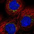 Immunofluorescent staining of human cell line A-431 shows localization to the Golgi apparatus.