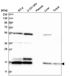 Anti-UBE2C Antibody