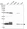 Anti-UBE2C Antibody