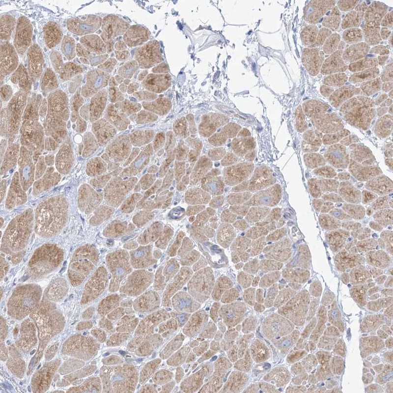 Anti-FAM184A Antibody