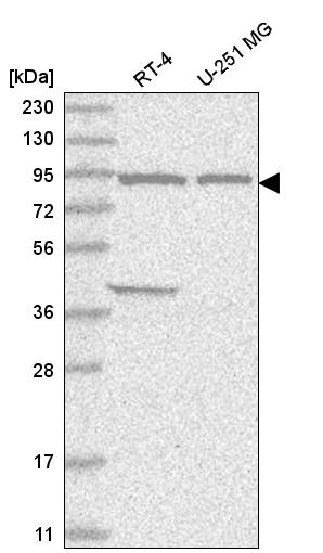 Anti-FAM184A Antibody