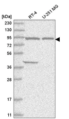 Anti-FAM184A Antibody