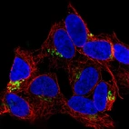 Immunofluorescent staining of human cell line SH-SY5Y shows localization to the Golgi apparatus.