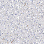 Anti-SCGB2A1 Antibody