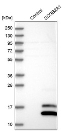 Western blot analysis in control (vector only transfected HEK293T lysate) and SCGB2A1 over-expression lysate (Co-expressed with a C-terminal myc-DDK tag (~3.1 kDa) in mammalian HEK293T cells, LY400860).