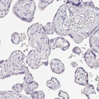 Immunohistochemical staining of human placenta shows low expression as expected.
