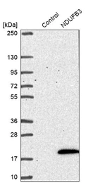 Western blot analysis in control (vector only transfected HEK293T lysate) and NDUFB3 over-expression lysate (Co-expressed with a C-terminal myc-DDK tag (~3.1 kDa) in mammalian HEK293T cells, LY419291).
