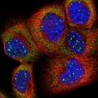 Immunofluorescent staining of human cell line A-431 shows localization to nuclear bodies, cytosol & endoplasmic reticulum.