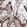 Anti-PNPT1 Antibody