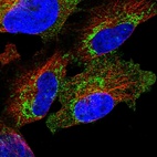 Immunofluorescent staining of human cell line U-251 MG shows localization to cytosol & mitochondria.