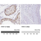 Anti-FATE1 Antibody