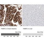 Anti-FABP2 Antibody