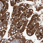 Immunohistochemical staining of human small intestine shows strong cytoplasmic positivity in glandular cells.