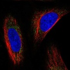 Anti-MRPL53 Antibody