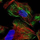 Immunofluorescent staining of human cell line U-2 OS shows localization to actin filaments.