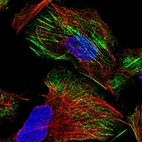 Immunofluorescent staining of human cell line U-2 OS shows localization to actin filaments.