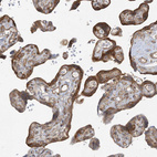 Immunohistochemical staining of human placenta shows moderate cytoplasmic positivity in trophoblastic cells.