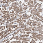 Anti-COMMD1 Antibody
