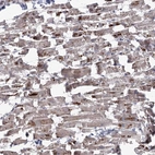 Anti-RIN2 Antibody