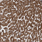 Anti-EIF5B Antibody